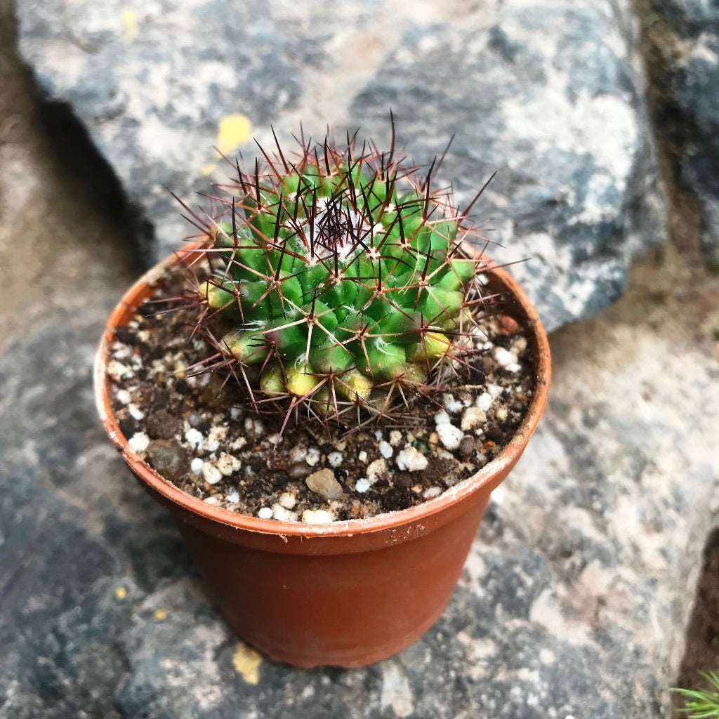 Mammillaria Confusa