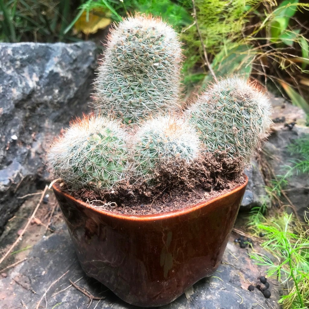 Mammillaria Matudae (Clump)