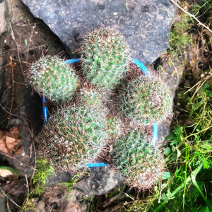 Mammillaria Spinosissima 'Rubrispina' (Clump)