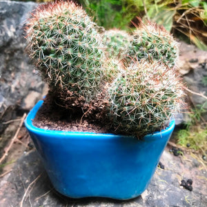 Mammillaria Spinosissima 'Rubrispina' (Clump)