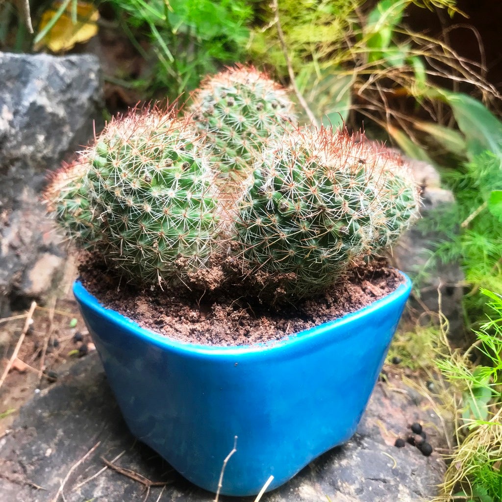 Mammillaria Spinosissima 'Rubrispina' (Clump)