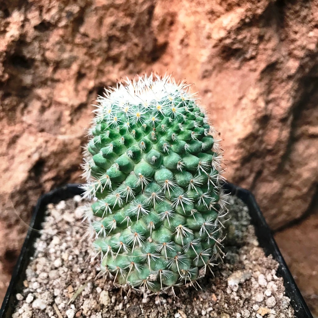 Mammillaria Voburnensis