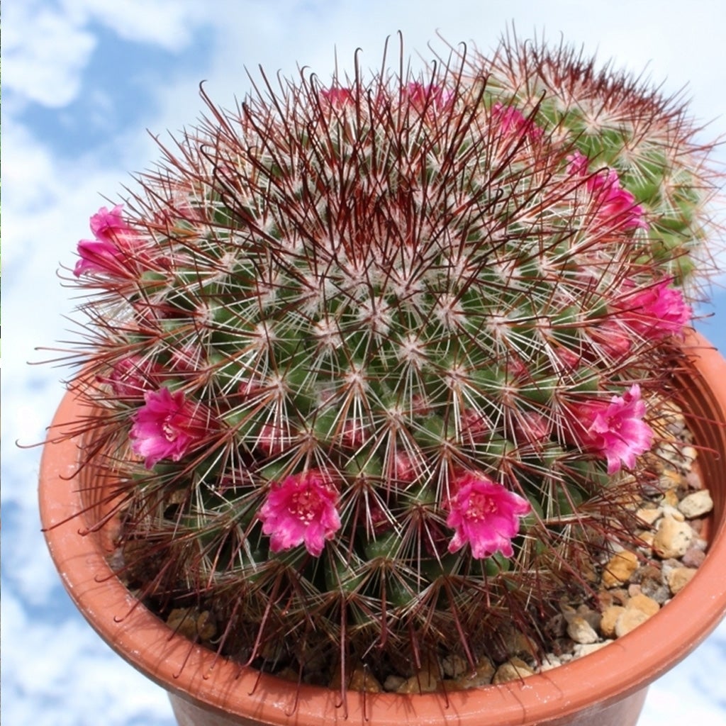 Set of 4 Assorted Cute Cactus Pack