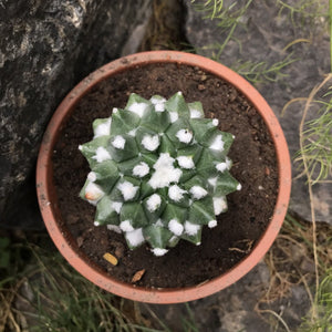 Mammillaria Bucareliensis cv. erusamu