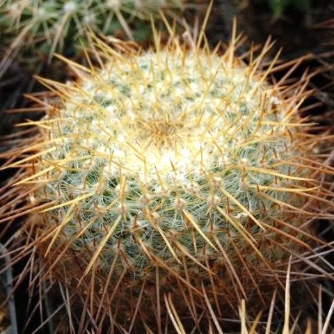 Mammillaria Celsiana Cactus myBageecha - myBageecha