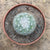 Mammillaria Elegans - Elegant Nipple Cactus