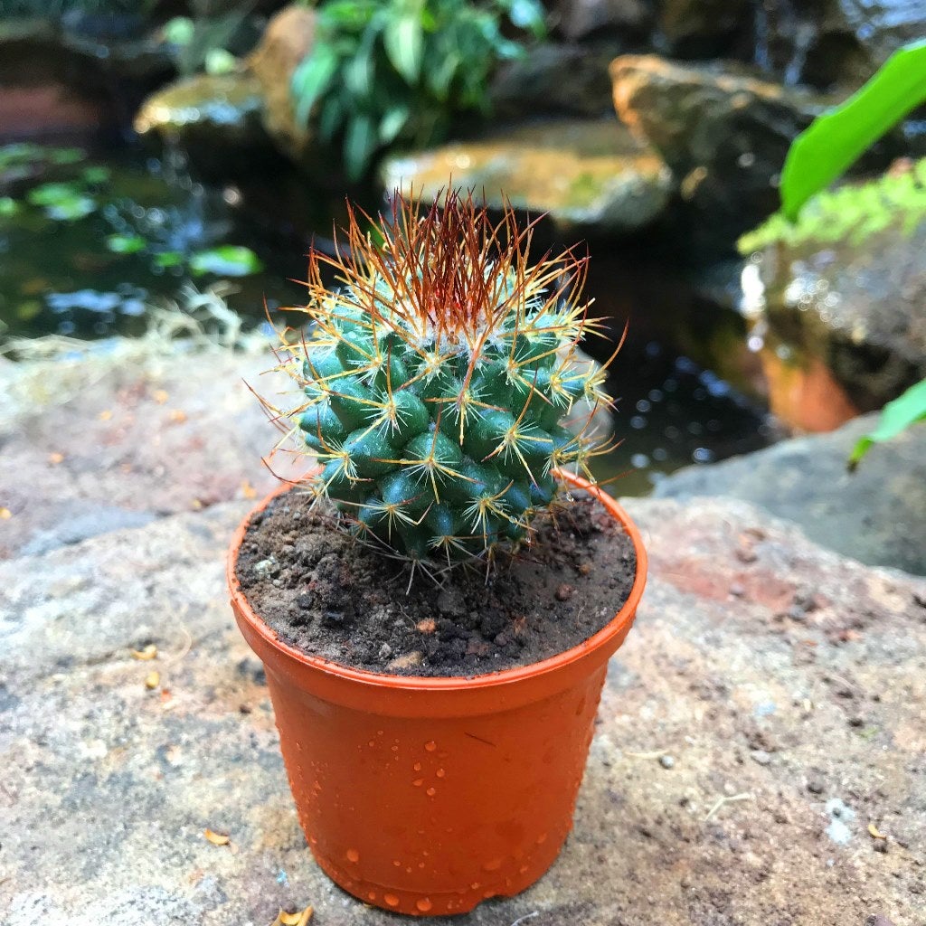 Mammillaria Rodantha - Rainbow pincushion Cactus