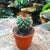 Mammillaria Rodantha - Rainbow pincushion Cactus