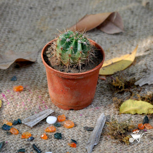 Red Headed Irishman Cactus myBageecha - myBageecha