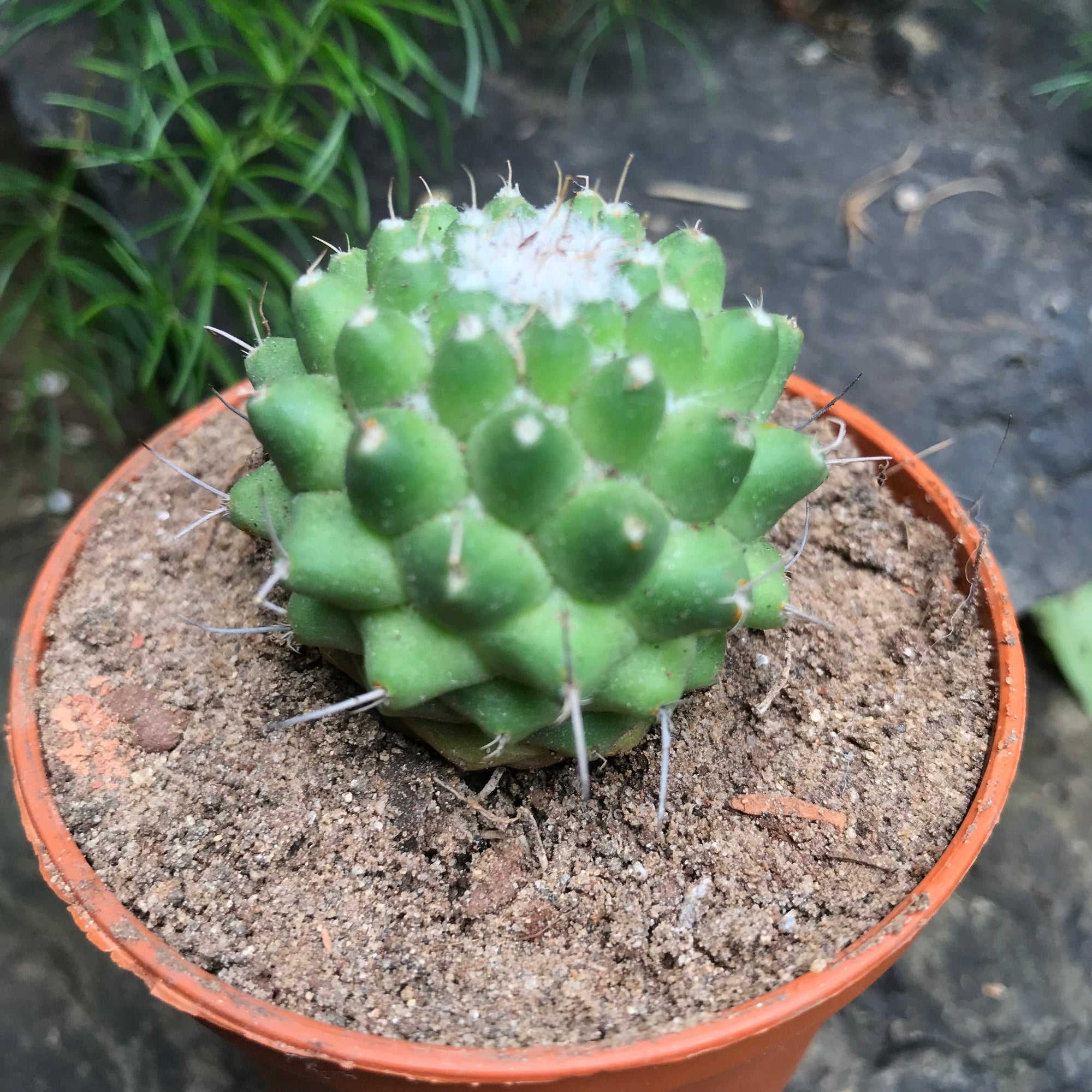 Mammillaria polythele 'Toluca'