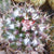 Mammillaria Voburnensis subsp. eichlamii