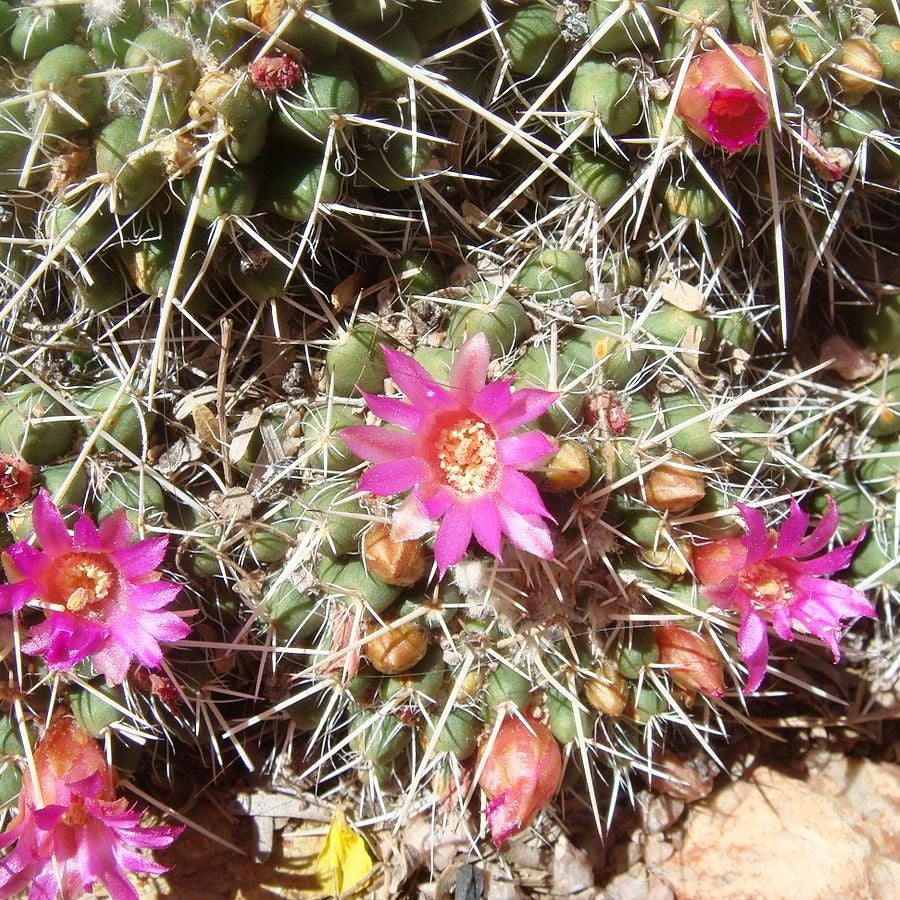 Mother of Hundreds Cactus myBageecha - myBageecha