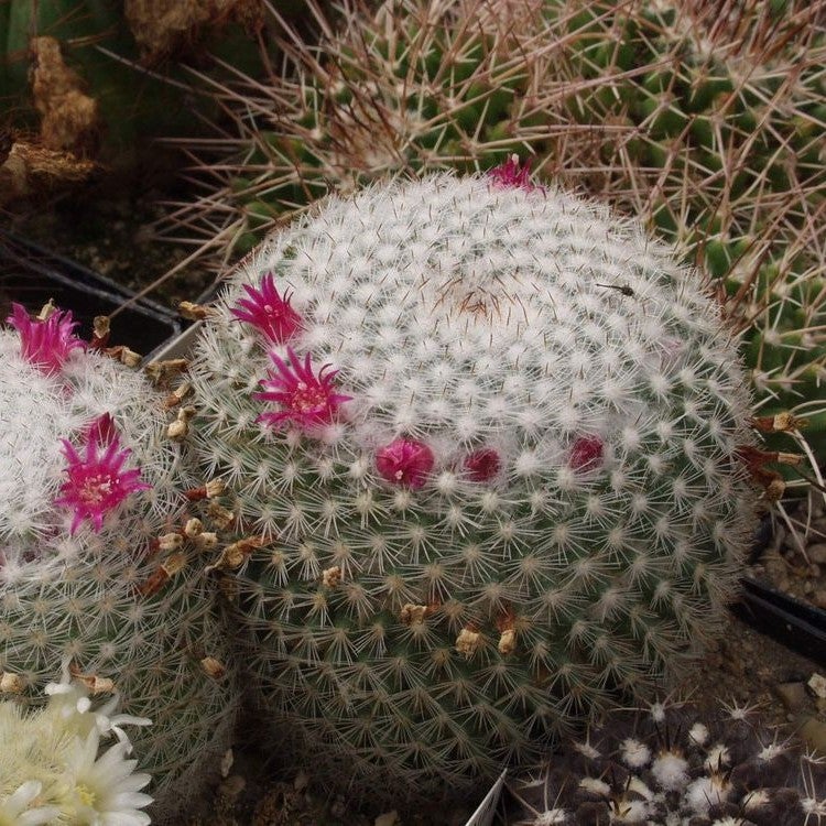 Mammillaria Elegans Comes In An 2.5" Pot Fresh Garden - Foto 4
