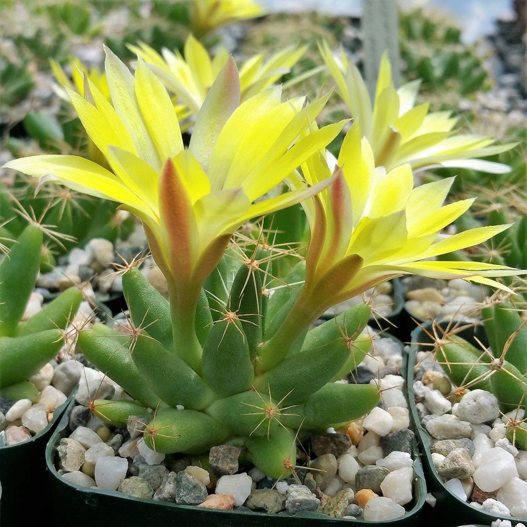 Mammillaria Longimamma - Pineapple Cactus