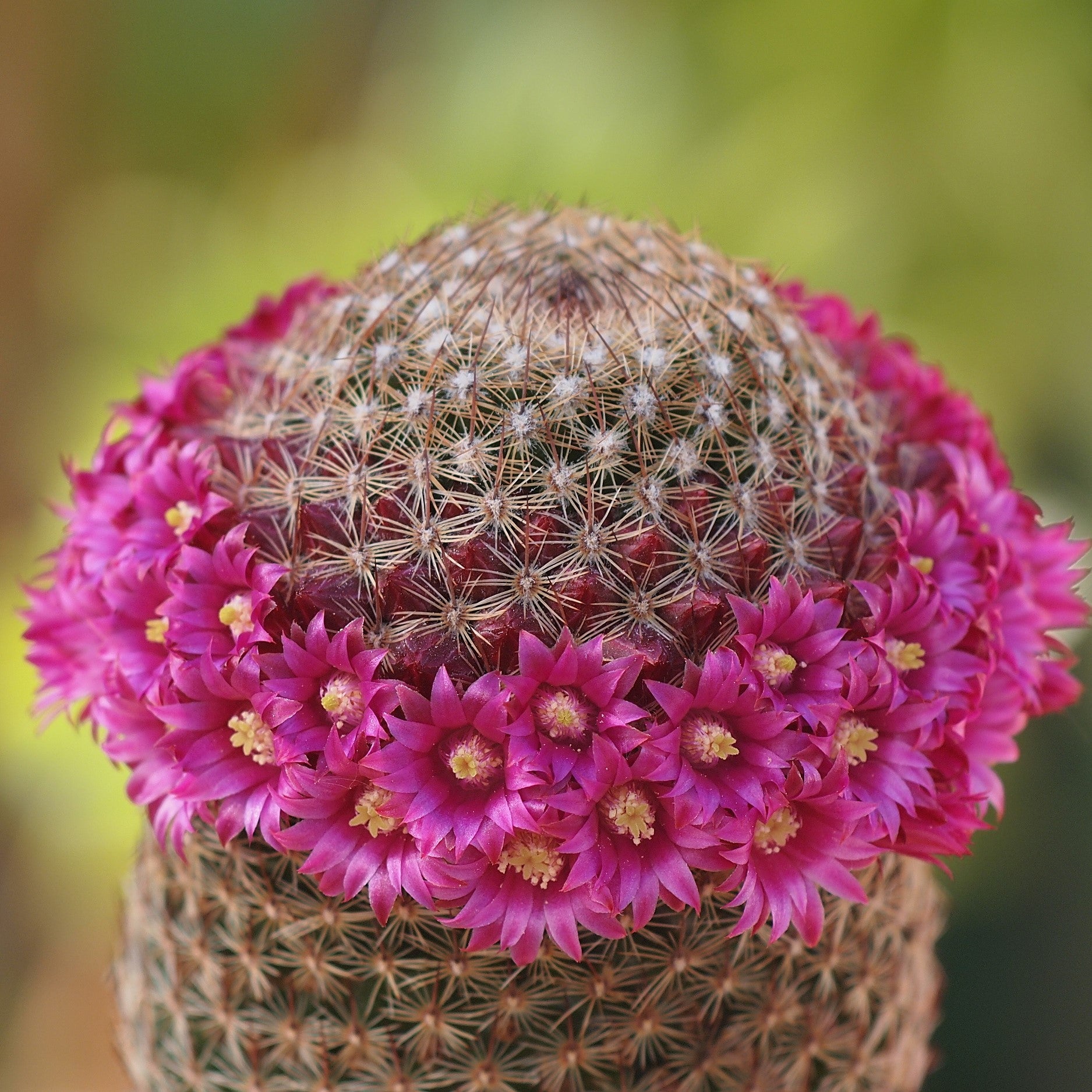 Mammillaria Matudae - Thumb Cactus