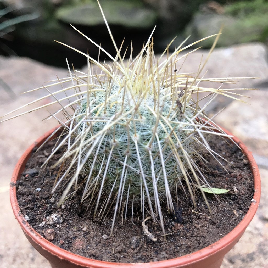 Mammillaria Nejapensis var. longispina
