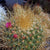 Mammillaria Pringlei - Lemon Ball Cactus