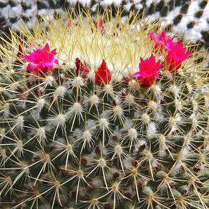 Mammillaria Rodantha - Rainbow pincushion Cactus