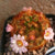 Mammillaria carmenae 'Rubrispina'