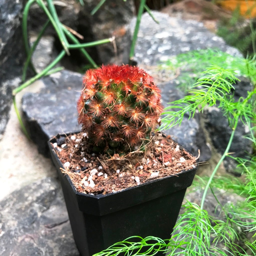 Mammillaria carmenae 'Rubrispina'