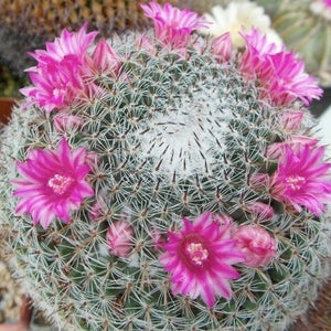 Mammillaria Perbella