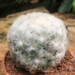 Mammillaria Plumosa