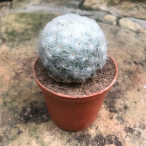 Mammillaria Plumosa