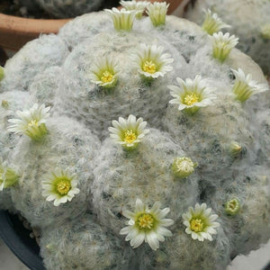 Mammillaria Plumosa