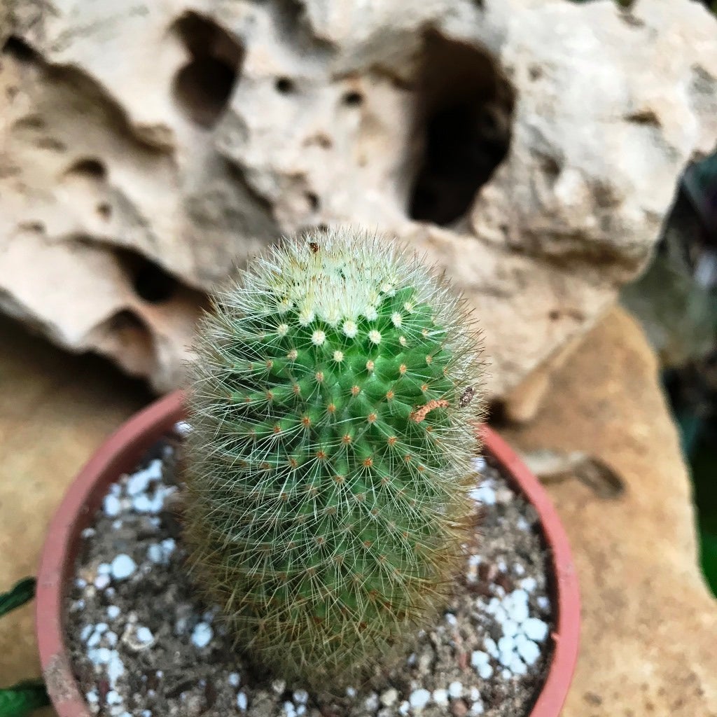 Mammillaria Spinosissima