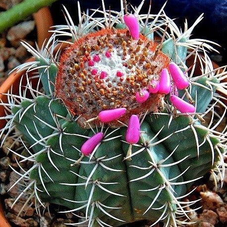 Melocactus Azureus -Melon Cactus