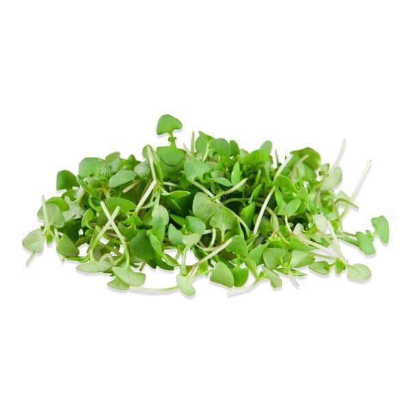 BASIL MICROGREEN