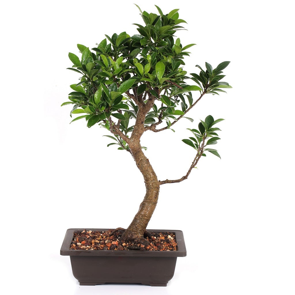 Bonsai Microcarpa Ficus (Mature)