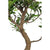 Bonsai Microcarpa Ficus (Mature)