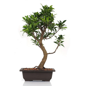Bonsai Microcarpa Ficus (Mature)