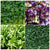 Assorted Microgreen  Subscription 50g x 4 weeks - Free Delivery