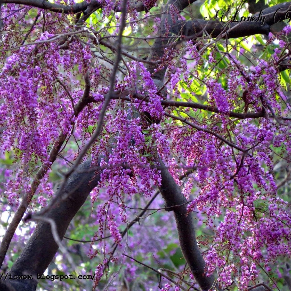 Millettia Peguensis -Mitoshika