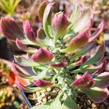 Monadenium Stapelioides Variegata