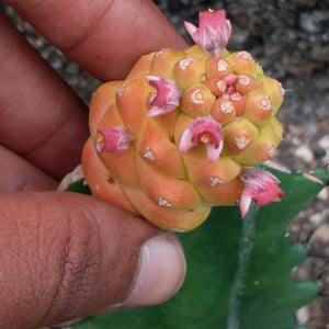 Monadenium ritchiei f. variegata