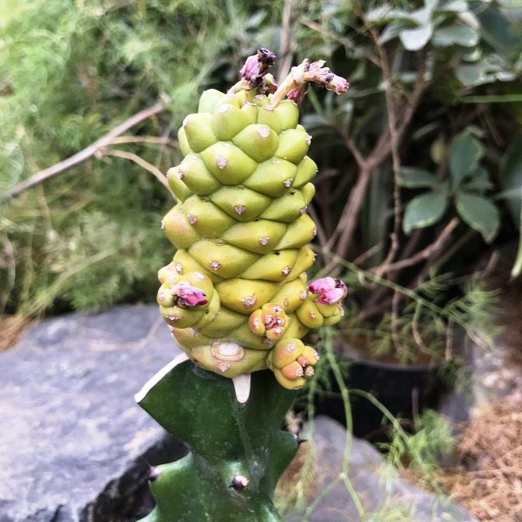 Monadenium ritchiei f. variegata