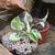 Marble Queen Pothos Plants myBageecha - myBageecha