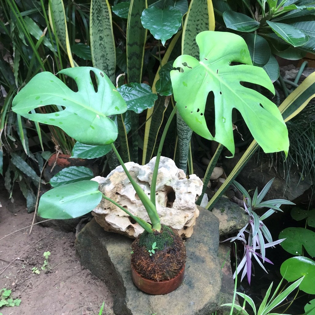 Kokedama Moss Ball - Monstera Deliciosa