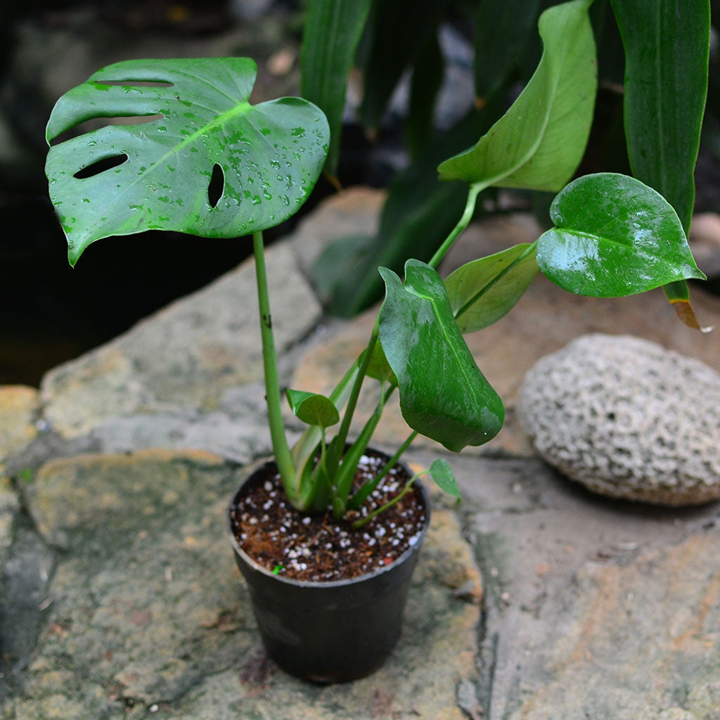 Monstera Deliciosa