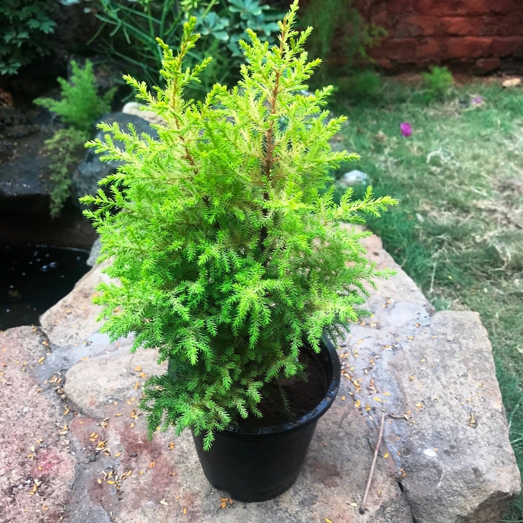 Dwarf Lemon Cypress 'Goldcrest'