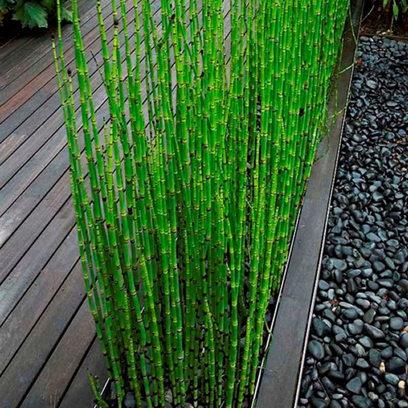 Horsetail Reed