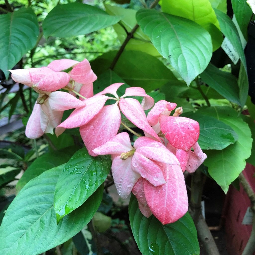 Mussaenda philippica 'Queen Sirkit'