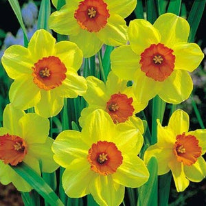 Narcissus 'Falconet' - Daffodil (Bulbs)