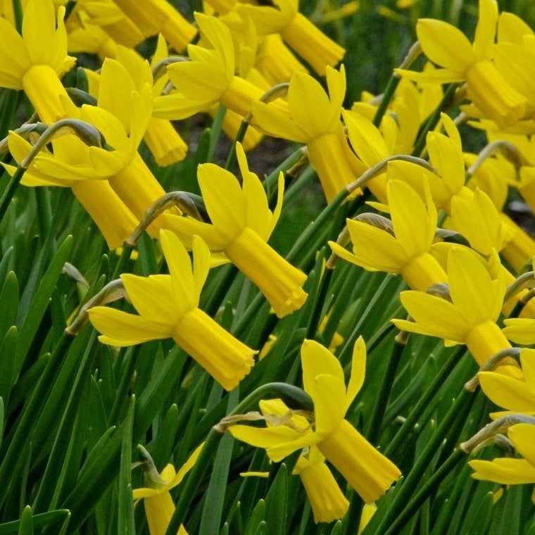 Narcissus 'Rapture' - Daffodil (Bulbs)