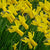 Narcissus 'Rapture' - Daffodil (Bulbs)