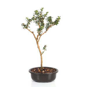 Bonsai Nashia inaguensis