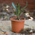 Neoregelia Lilliputiana - Vase Plant Plants myBageecha - myBageecha